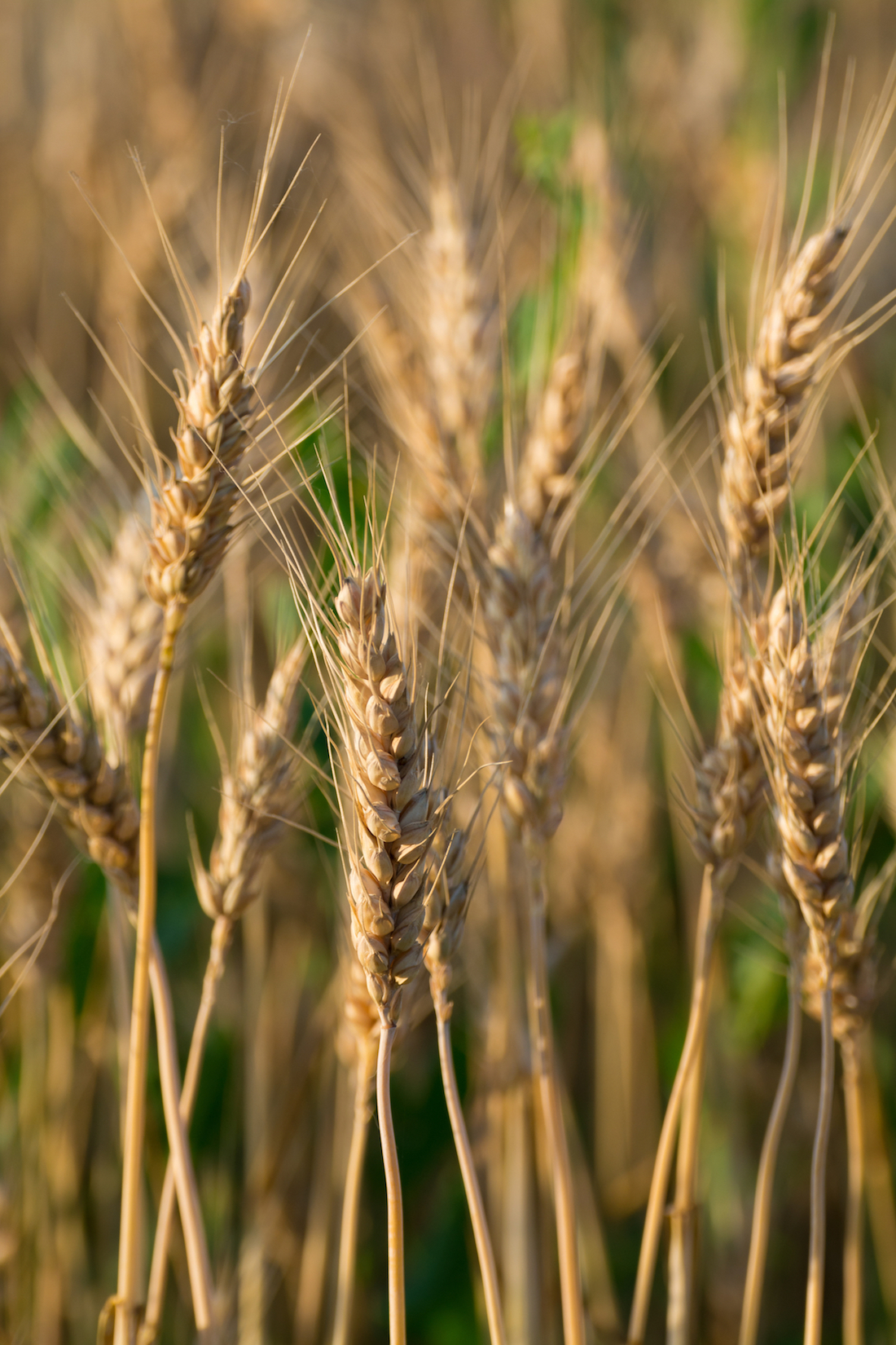 Triticale ©Alberto Agnoletto shutterstock