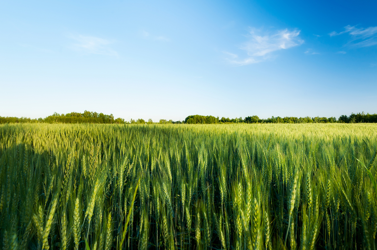 Triticale ©Jozef Sowa shutterstock