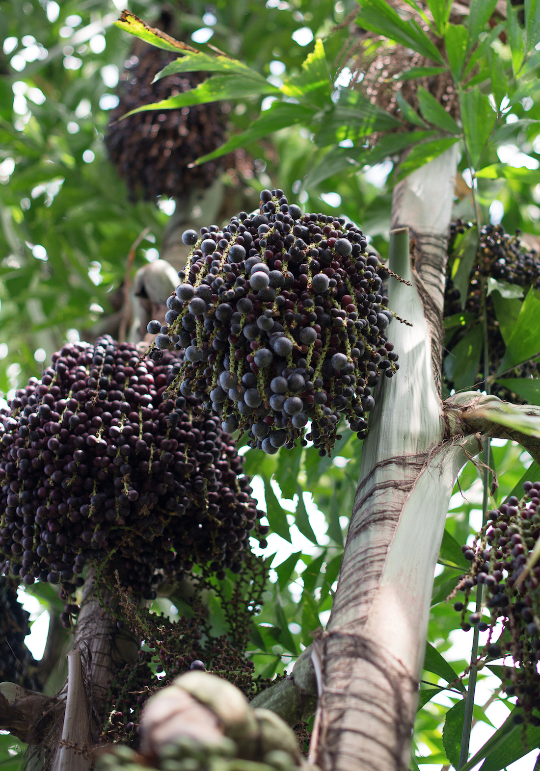 Baies d'açai ©Dmitri Ma shutterstock