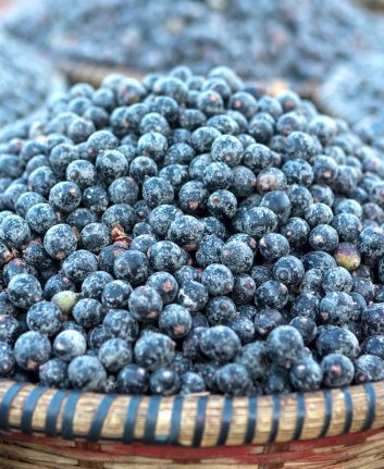 Baies d'açai ©PARALAXIS shutterstock