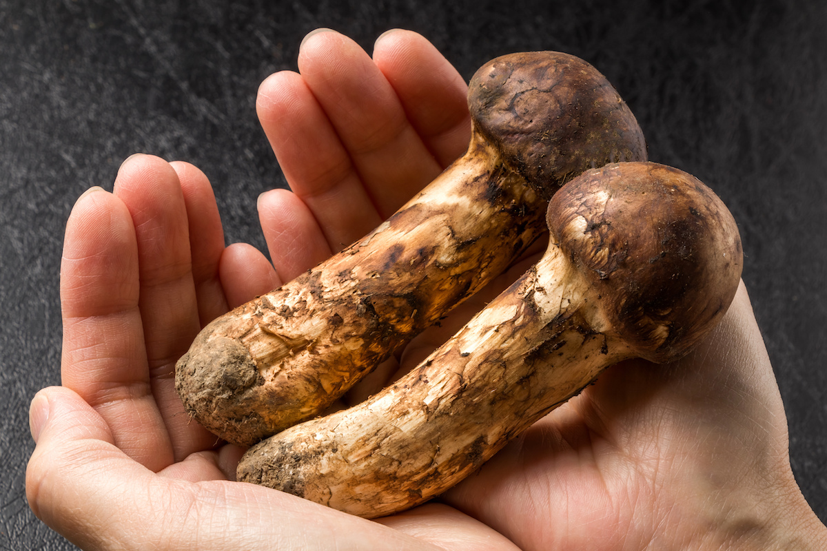 Matsusake en bouton ©norikko shutterstock