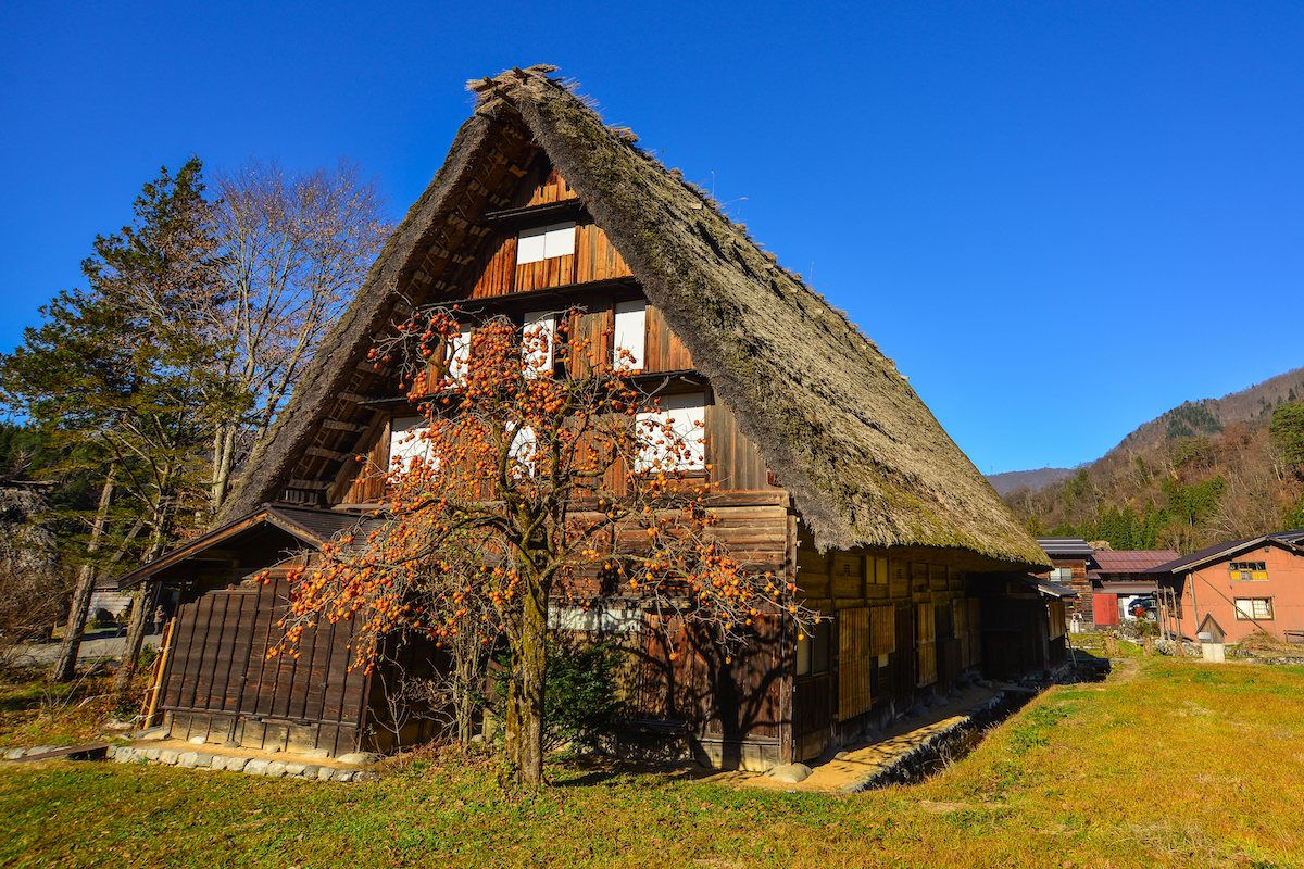 Plaqueminier Shirakawa go © Phuong D. Nguyen. shutterstock
