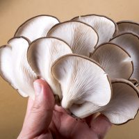 Pleurote huître ©berkay. shutterstock