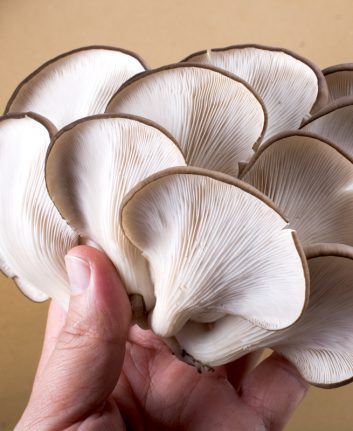 Pleurote huître ©berkay. shutterstock