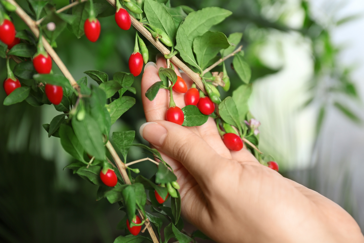 Baies De Goji Arbre