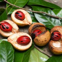 Noix de muscade dans sa coque avec macis ©Santhosh Varghese shutterstock
