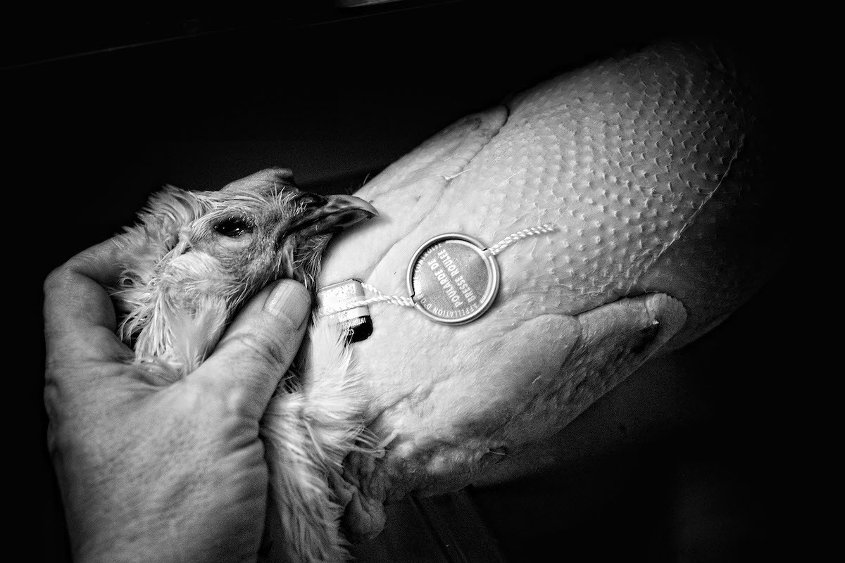 Poularde de Bresse ©Mon Œil Licence CC BY 2.0