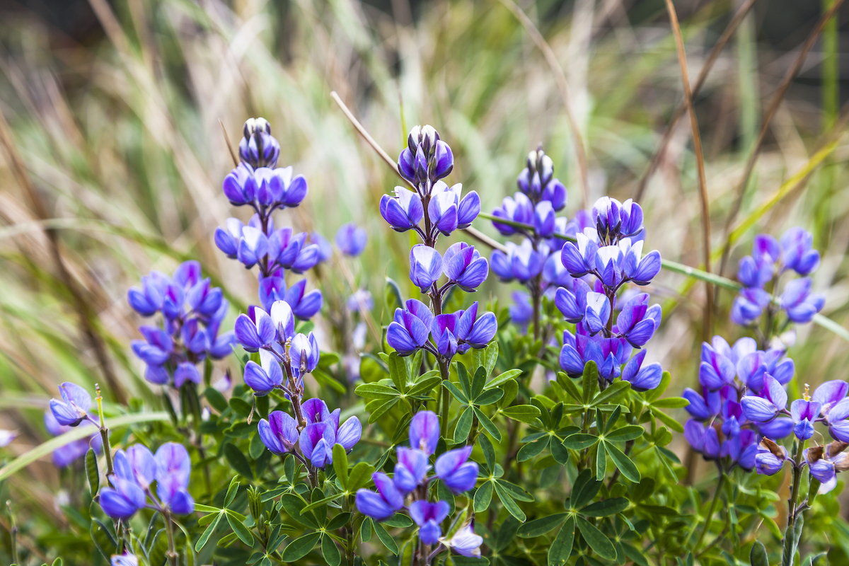 Chochos ©De Ecuadorpostales shutterstock