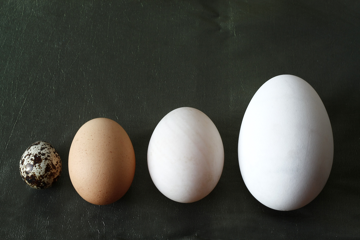 Oeufs de caille, de poule, de cane et d'oie ©CatMicroStock shutterstock