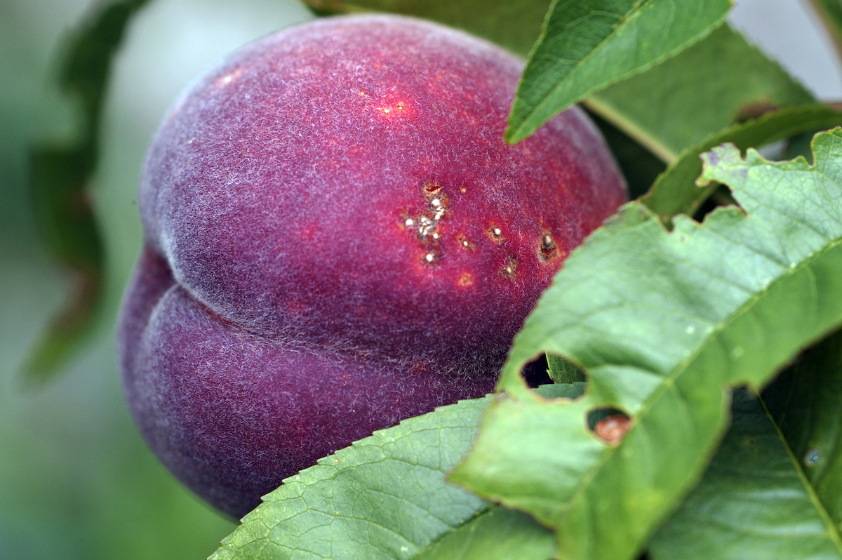 Pêche de vigne ©INRA, Jean Weber Licence CC BY 2.0