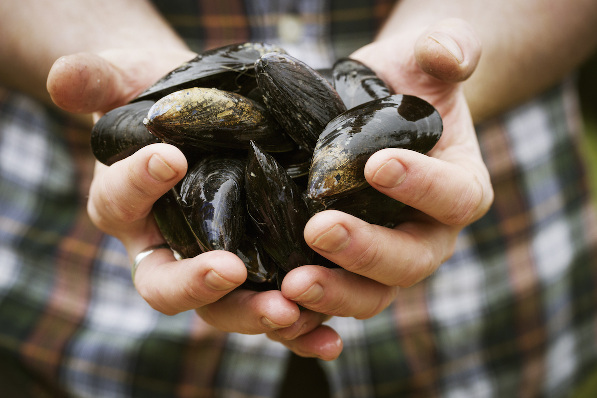 Moules ©MintImages shutterstock