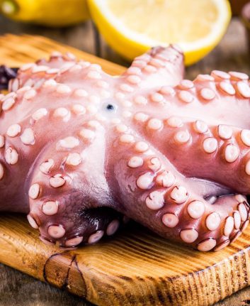 Poulpe © Ekaterina Kondratova. shutterstock