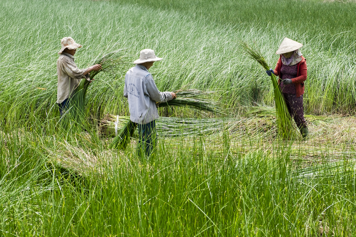 Rizière ©Le Duong shutterstock