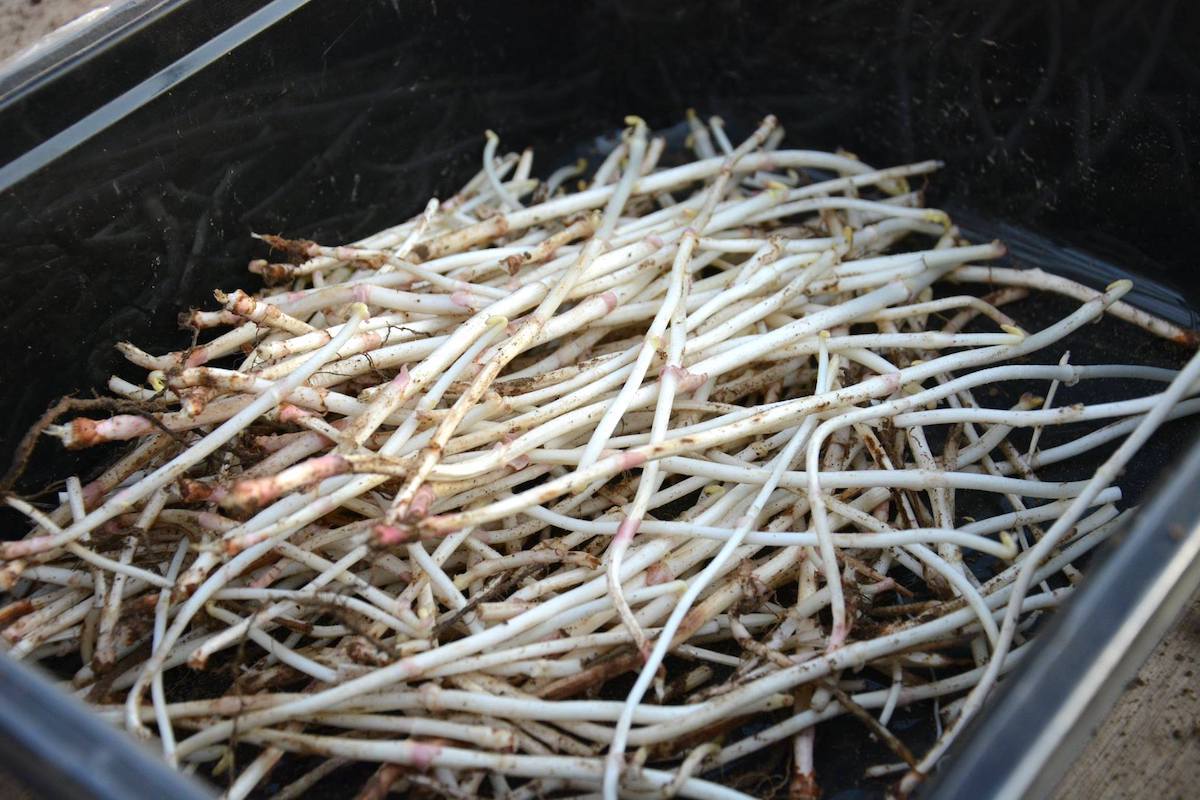 Jets de Houblon ©Tourisme Poperinge