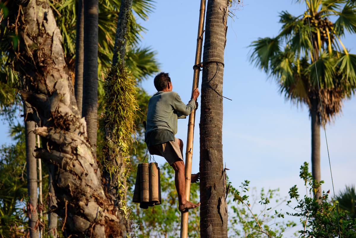 Récolte de la sève des palmiers à sucre © K.Decha shutterstock