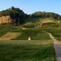 Vignoble Jura ©midgardson shutterstock