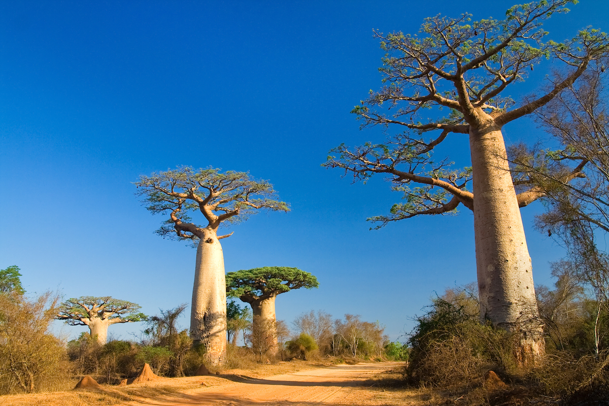 Baobabs Madagascar ©Pierre-Yves Babelon shutterstock