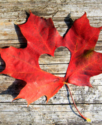 Feuille d'érable ©De Sergiy Artsaba shutterstock