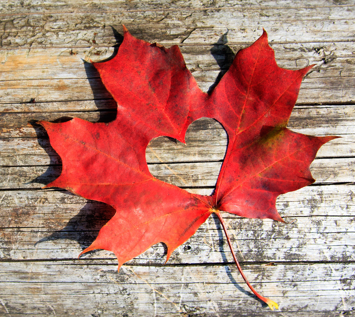 Feuille d'érable ©De Sergiy Artsaba shutterstock