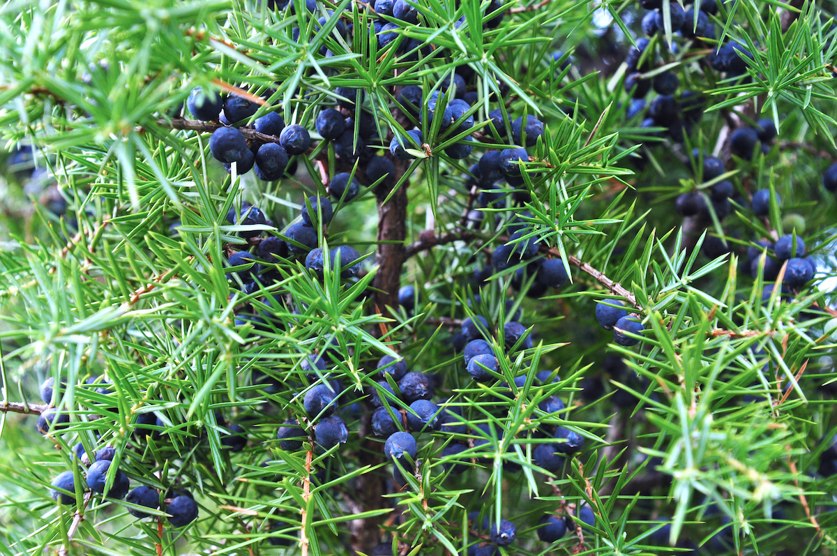 Genevrier ©matej_z shutterstock