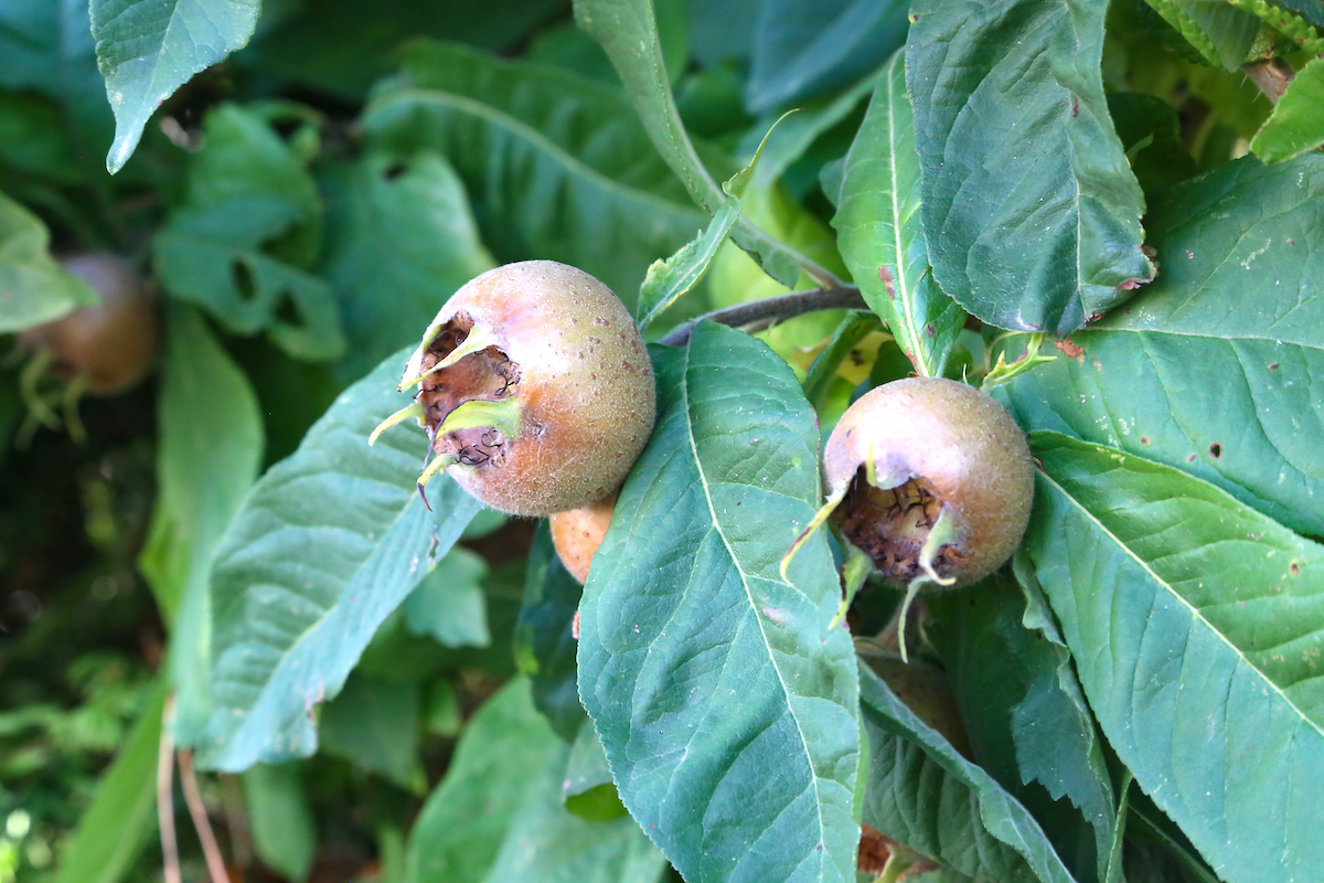 Nèfles ©Maleo shutterstock