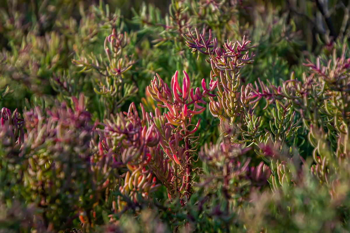 Soude marine ©Mc_Mon shutterstock