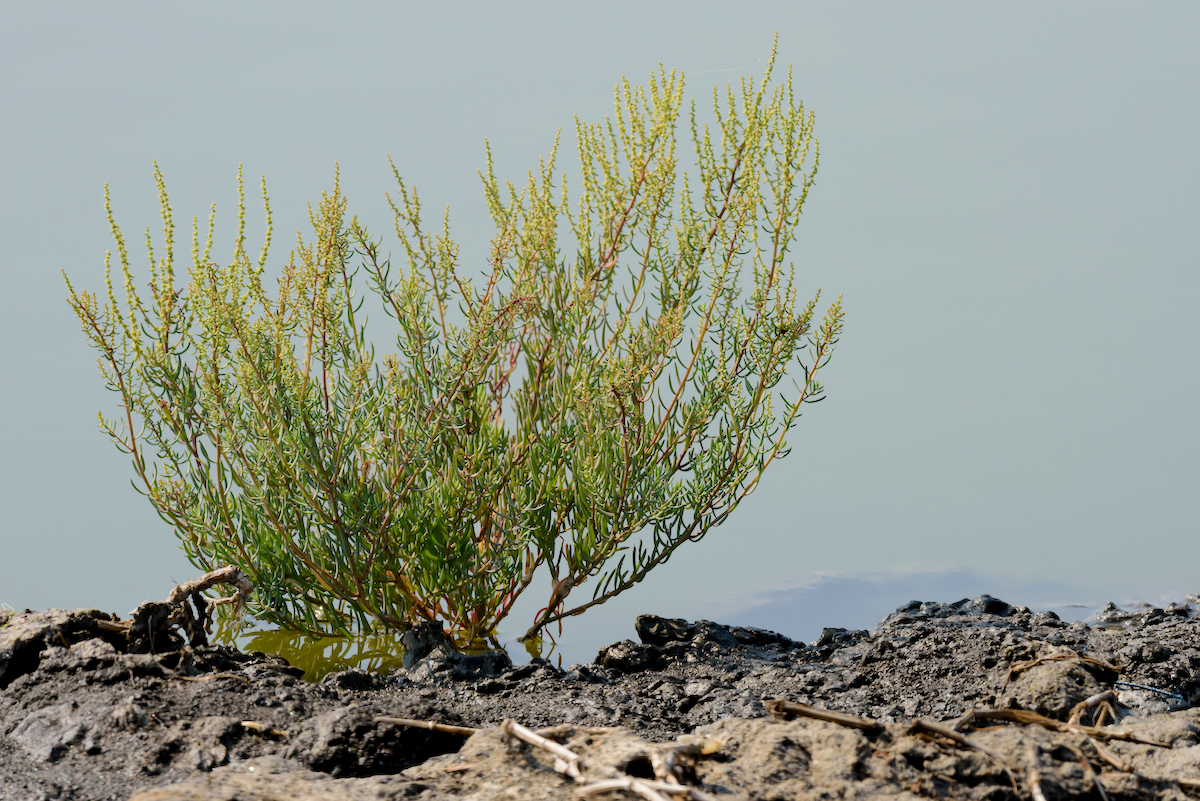 Soude maritime ©atommy shutterstock