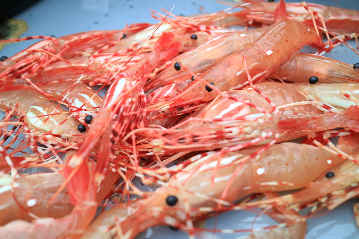 Spot Prawns - Crevettes à pois -© Kit Leong shutterstock