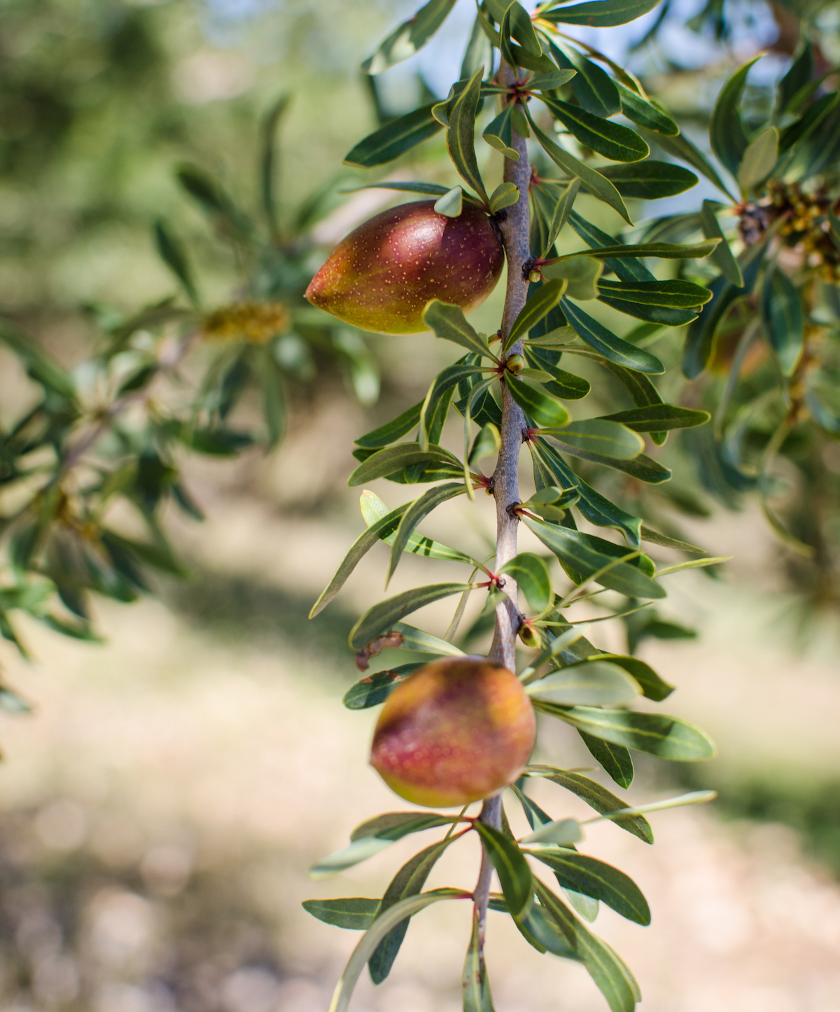Argan sur la branche ©De De Luisa Puccini shutterstock
