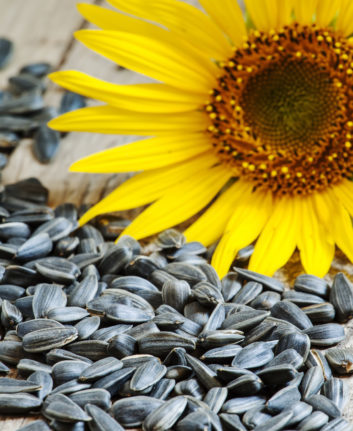 Graine de tournesol ©De 5PH shutterstock