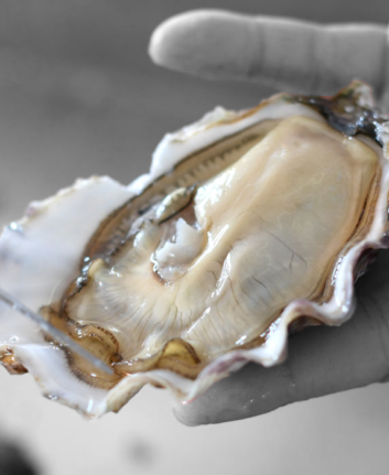 Huître ©Maison Tarbouriech