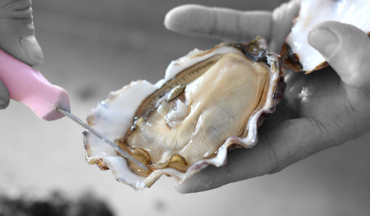 Huître ©Maison Tarbouriech