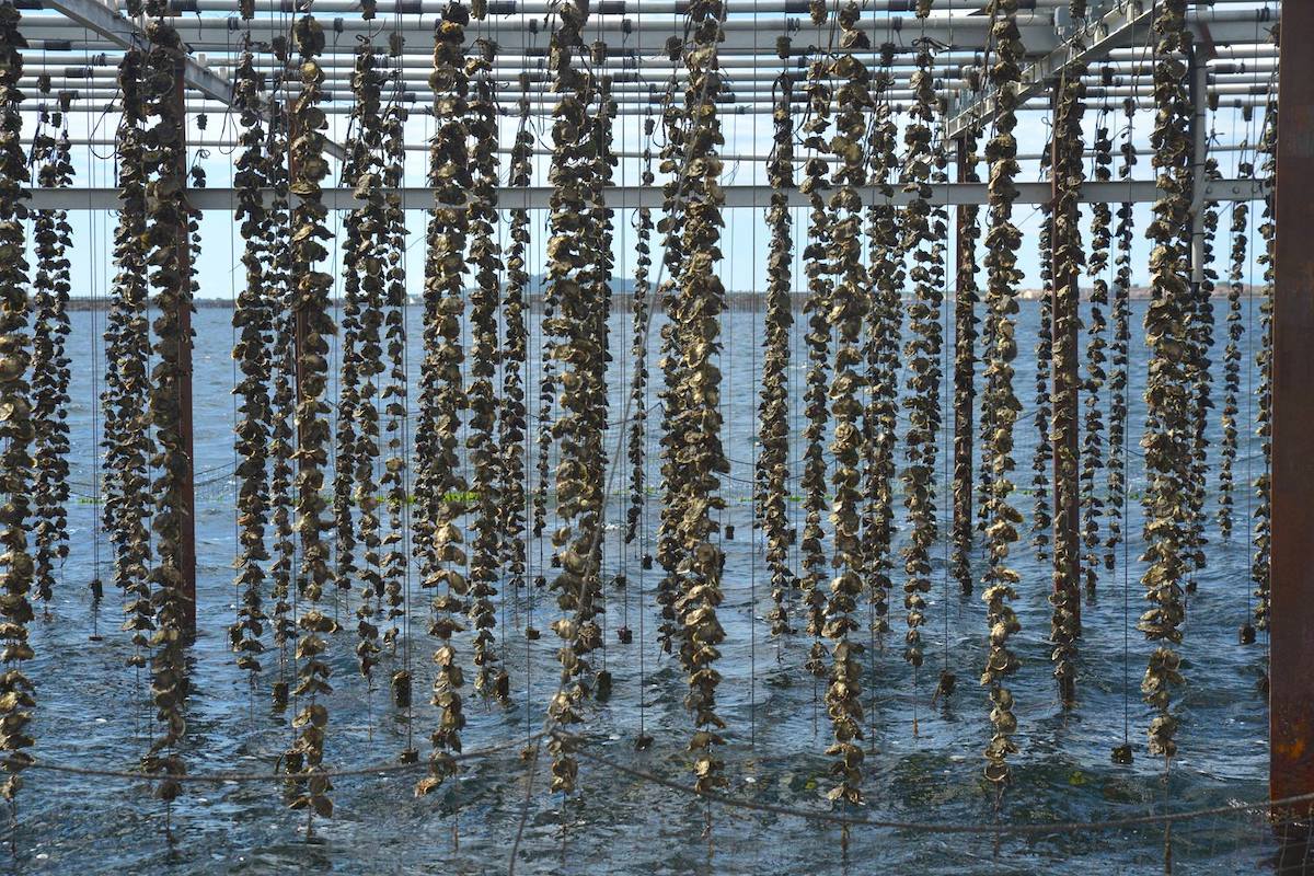 Huîtres sur leurs fils ©Maison Tarbouriech