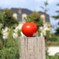 Tomates ©Château Guiraud