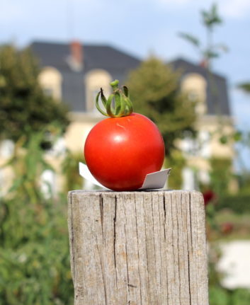 Tomates ©Château Guiraud