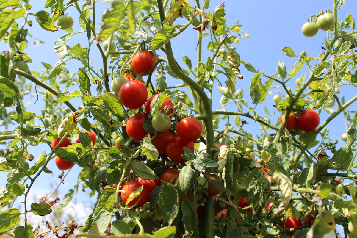 Tomates ©Château Guiraud