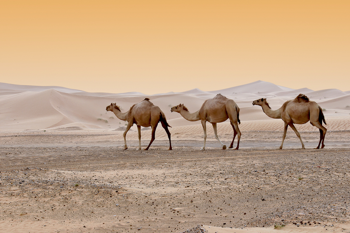 Désert Dubaï © HainaultPhoto shutterstock