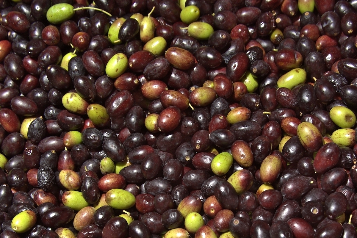 Olives taggiasche ©Marco Bernardini Licence CC BY-SA 2.0