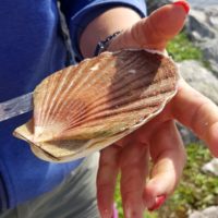 Saint Jacques fermée