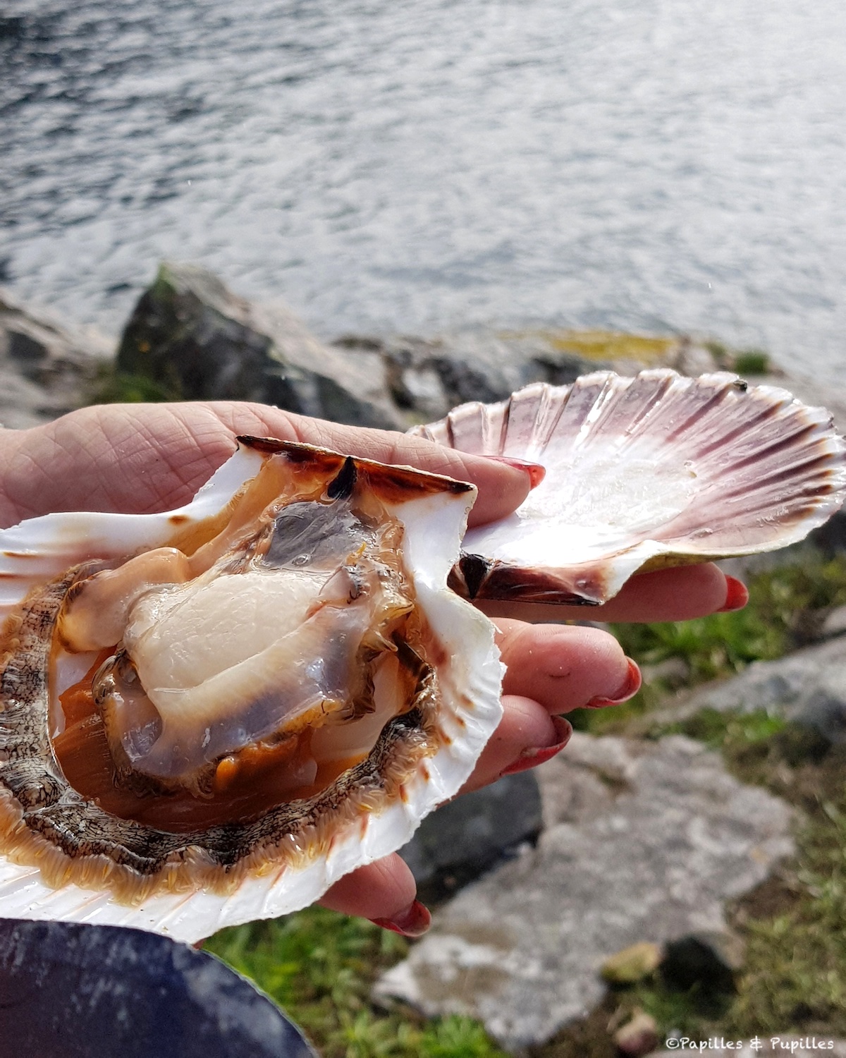 Saint Jacques ouverte