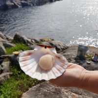 Saint Jacques prête à cuire