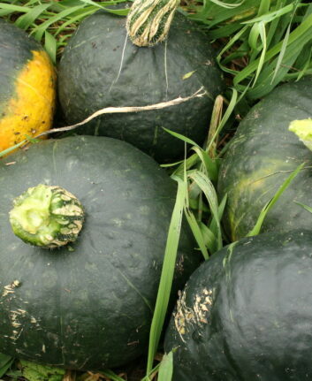 Courges Buttercup ©Nadine Mot Mitchell CC BY-NC-ND 2.0