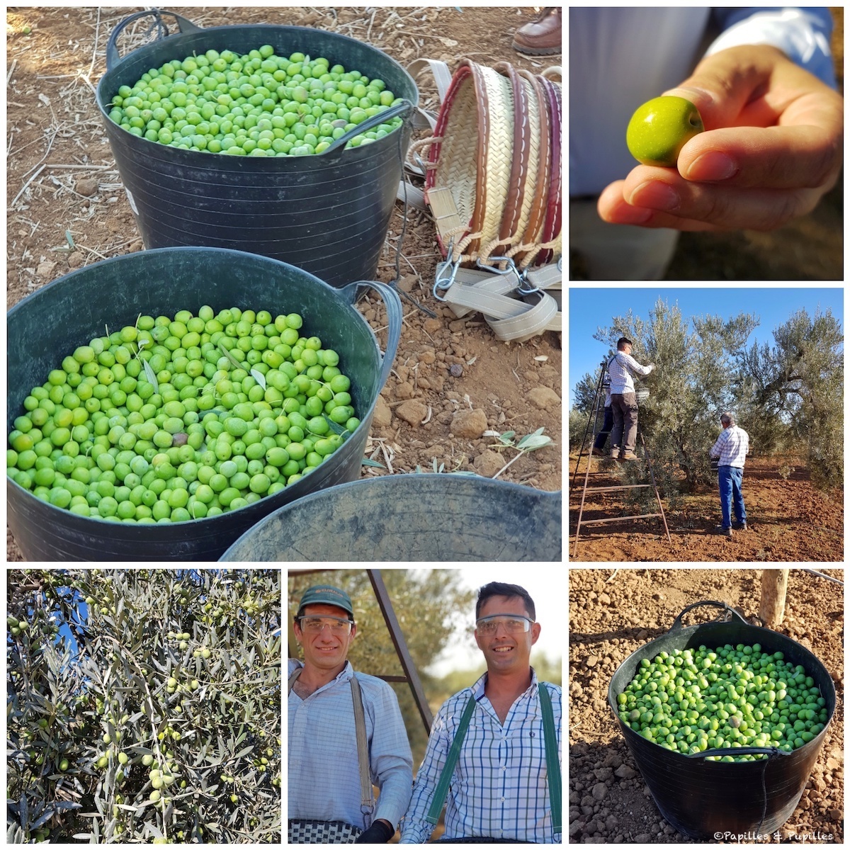 Cueillettes des olives