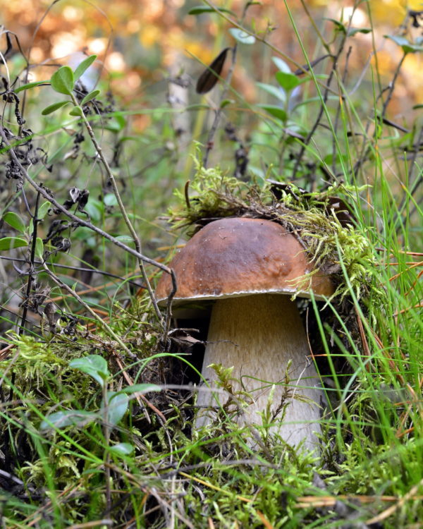 Cèpe ©Sergey Uryadnikov shutterstock