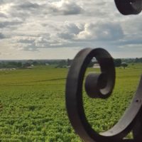 Les vignes du château Angelus