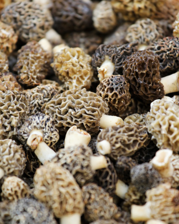 Morilles ©Pixeljoy shutterstock