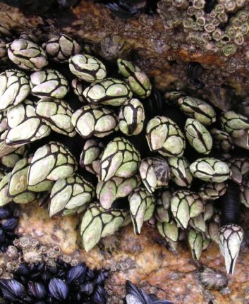 Pouce pieds ©Gauthier Wikipedia
