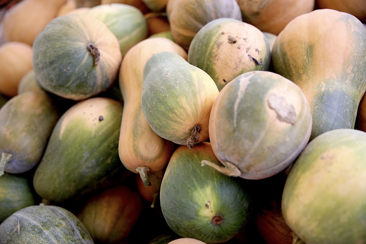 Sucrines du Berry ©Département des Yvelines CC BY-ND 2.0