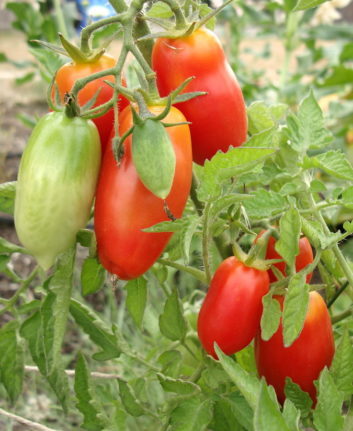 Tomates San Marzano ©Satrina0 CC BY-NC-ND 2.0