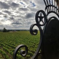 VIgnes Château Angelus